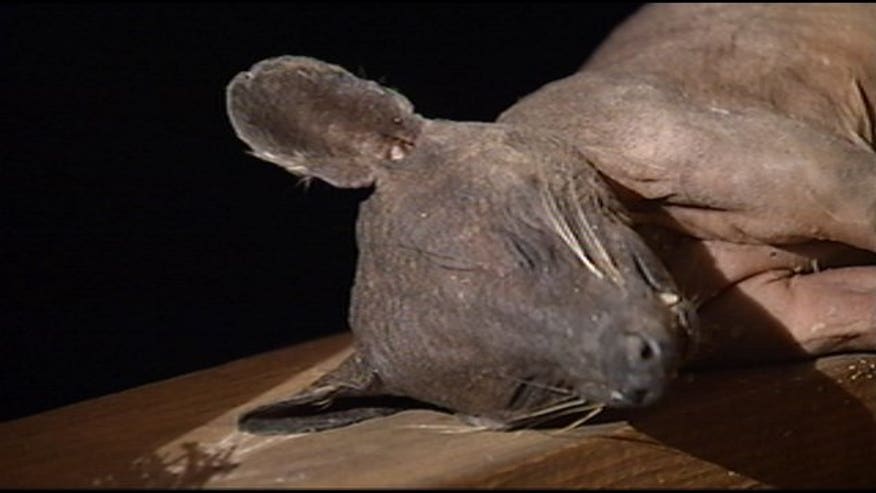 Chupacabra in Kentucky close up
